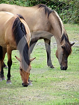 Two various coats and manes of herbivorous with several details photo