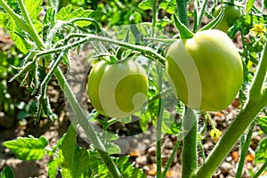 Two verdant green tomatoes growing in the garden