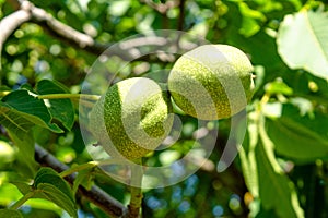 Two verdant green walnuts growing in the garden