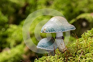 Two verdigris agarics mushrooms - Stropharia aeruginosa - growing in moss photo