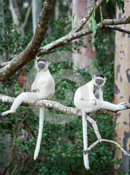 Two Verreaux Sifaka`s sitting on a tree in Madagascar