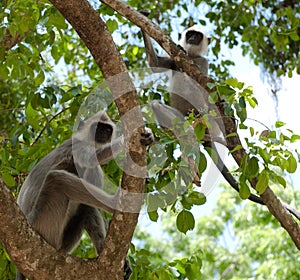 Two vervet monkey in tree