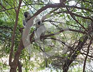 Two Vervet Monkeys