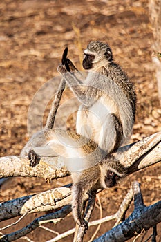 Two Vervet Monkeys preening in the warm afternoon sun