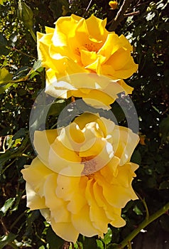 Two very beautiful roses (Rosa) of yellow color photo