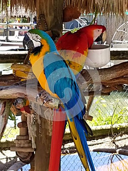 Two very colorful parrots chilling in the shade.