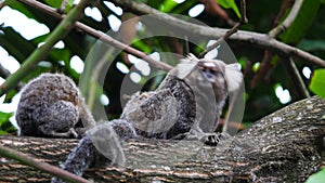 Two very cute long tailed marmosets grooming each other on a thick brown branch in a tree