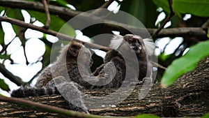 Two very cute marmosets grooming each other on a thick brown branch in a tree