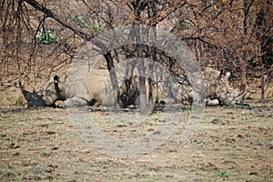 Two very large african rhinos lying under a tree