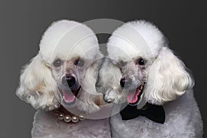 Two very nice poodles