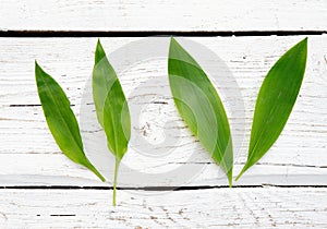 Two very similar spring leaves.