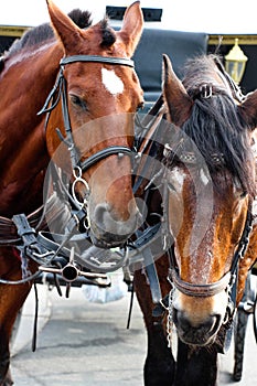 Two very tired horses harnessed to the harness stand in front of the carriage.