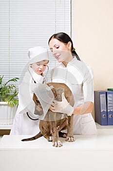 Two vet listening stethoscope puppy