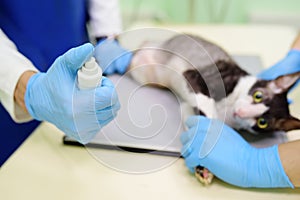 Two veterinarian doctor are going to do an x-ray of the breed Cornish Rex cat during the examination in veterinary clinic. Focus