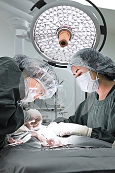 Two veterinarian surgeons in operating room