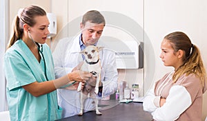 Two veterinarians examine a dog. Girl worries about her pet