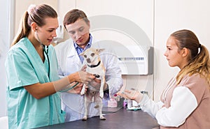 Two veterinarians examine a dog. Girl worries about her pet