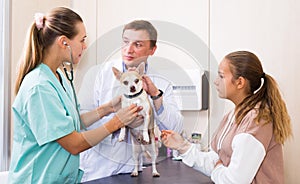 Two veterinarians examine a dog. Girl worries about her pet