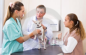 Two veterinarians examine a dog. Girl worries about her pet