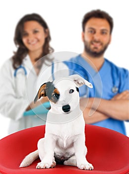 Two veterinarians with a jack russell