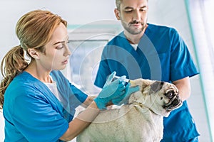 two veterinarians making vaccination to pug dog photo