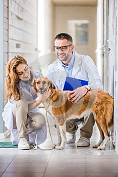 two veterinarians squatting and palming cute dog photo