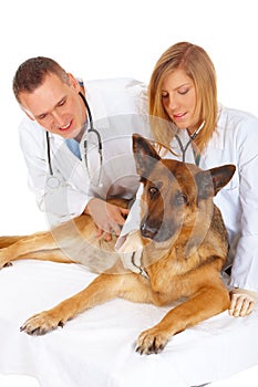 Two vets examining dog