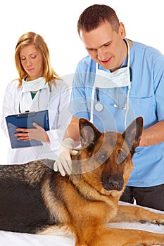 Two vets examining dog