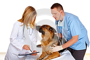 Two vets examining dog
