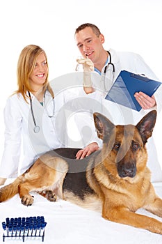 Two vets examining dog