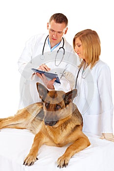 Two vets examining dog