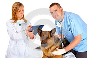 Two vets examining dog