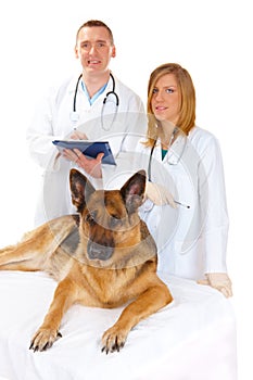 Two vets examining dog