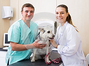 Two vets examining a dog