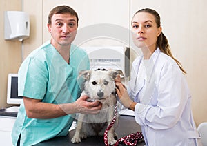 Two vets examining a dog