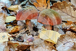 Two vibrant edible mushrooms (Lurid boletus) in autumn forest leaves