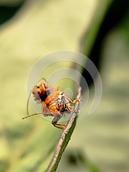 Two vibrant orange beetles known as curcubit perch on a stem,