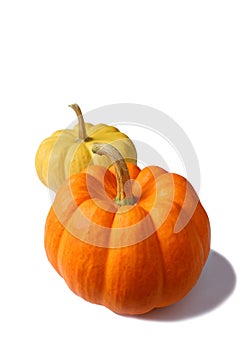 Two Vibrant Orange and Yellow Color Ripe Pumpkins with Stem Isolated on White Background