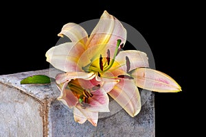 Two pink white yellow lily blossoms macro on a concrete stone cube