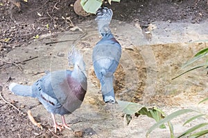 Two Victoria Crowned Pigeon, Columbidae