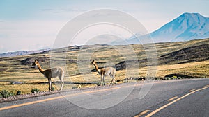 Two vicunas stand in front of a breathtaking volcano on a green steppe landscape on the side of the road in the Atacama