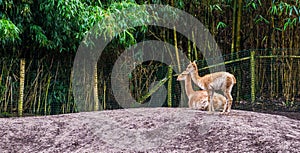 Two vicunas together, vicuna a specie related to the alpaca and camel family, animals from the andes of peru