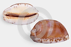 Two views of a seashell on white background isolated.