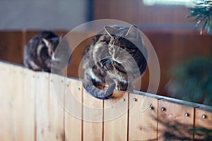 Two village cats sit on a wooden fence