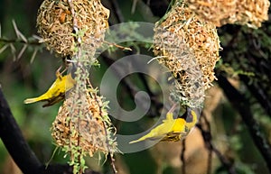 Two village weavers at their nests