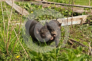 Two village young pigs