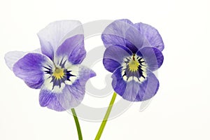 Two viola cornuta flowers photo