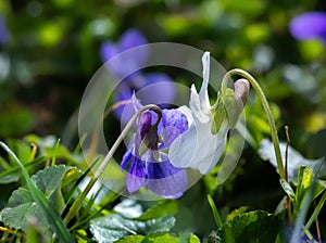 A two violets flower leaned towards one another(Viola, Viola Canina, commonly known as heath dog-violet and heath violet