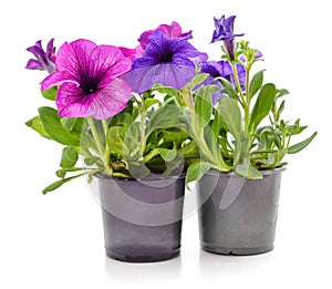 Two violets in pots