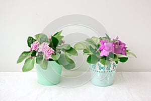 Two violets purple and pink stand on a light background in small pots